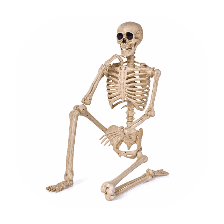 Posable life-size skeleton decoration