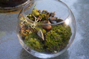 terrarium