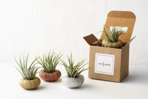 Houseplants make great gifts.