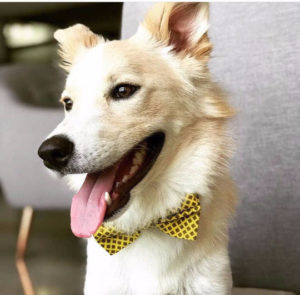 Gifts for pet lovers.