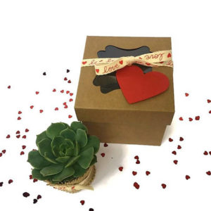 Succulents make great Valentine's Day gifts.
