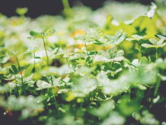 St. Patrick's Day workplace ideas