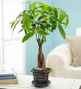 A plant exchange for Earth Day.