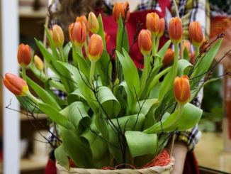 Spring gift basket ideas