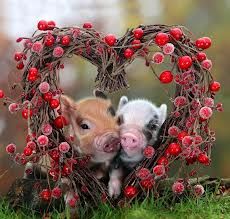 mini pigs love