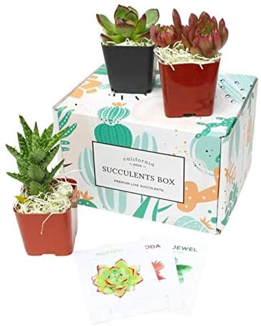 succulents box