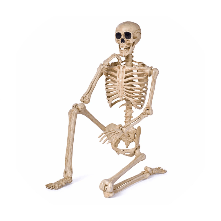 Posable life-size skeleton decoration